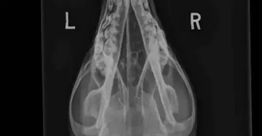 DV canine head