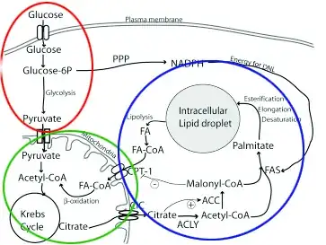 metabolism