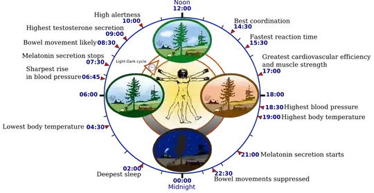 Biological clock human
