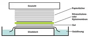 Tray with a stack consisting top down of a weight, paper towels, membrane of nitrocellulose or nylon, gel, salt solution and a slab of glass.