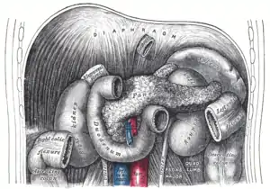 The duodenum and pancreas.