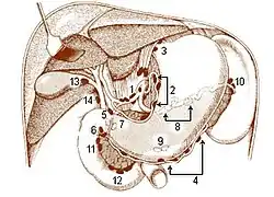 Lymph nodes of the abdominal cavity