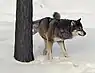 Gray wolf