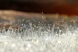 Mucor