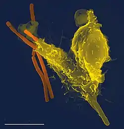 Long rod-shaped bacteria, one of which has been partially engulfed by a larger blob-shaped white blood cell. The shape of the cell is distorted by undigested bacterium inside it.