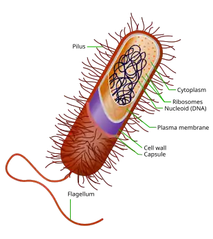 Prokaryote cell with structure and parts