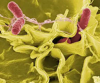 Colour-enhanced scanning electron micrograph showing Salmonella typhimurium (red) invading cultured human cells