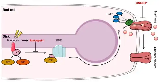 Illustration of phototransduction mechanism and impacts of retinitis pigmentosa pathogenesis