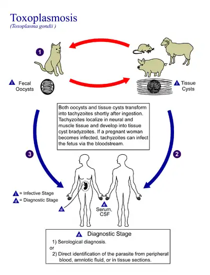 Lifecycle of Toxoplasma gondii