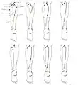 8 documented types of sural nerve formation