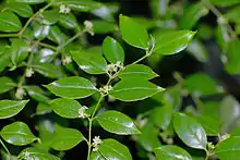 Flowering sprig
