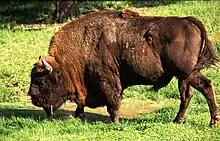 A wisent in the Białowieża Forest